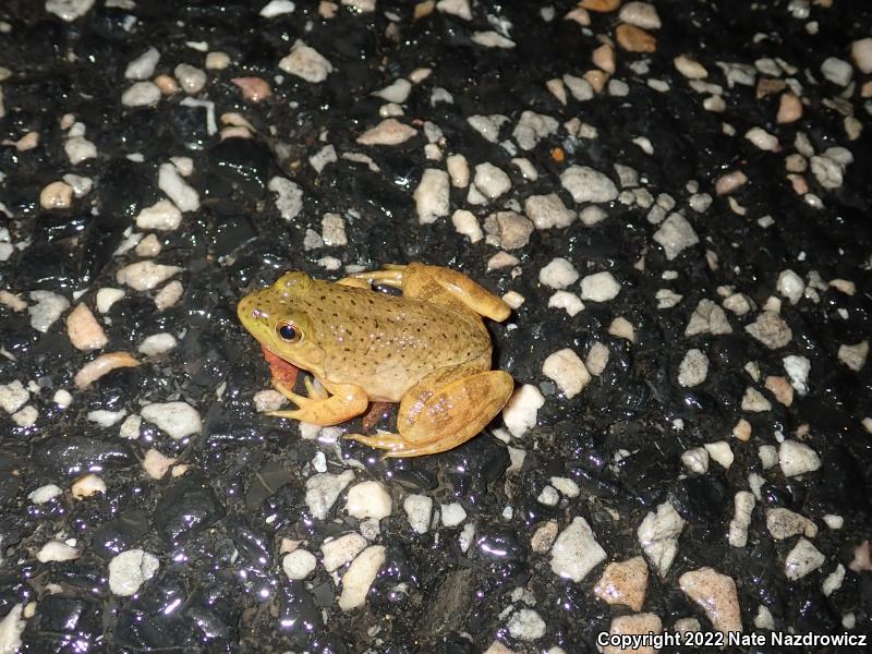 American Bullfrog (Lithobates catesbeianus)