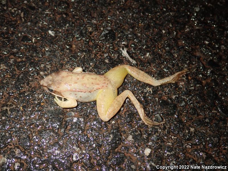 Wood Frog (Lithobates sylvaticus)