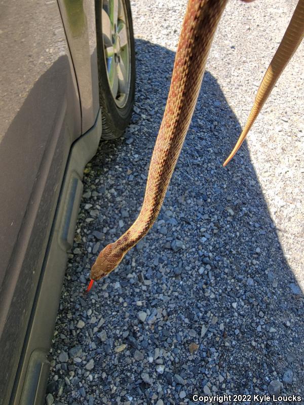 Eastern Gartersnake (Thamnophis sirtalis sirtalis)