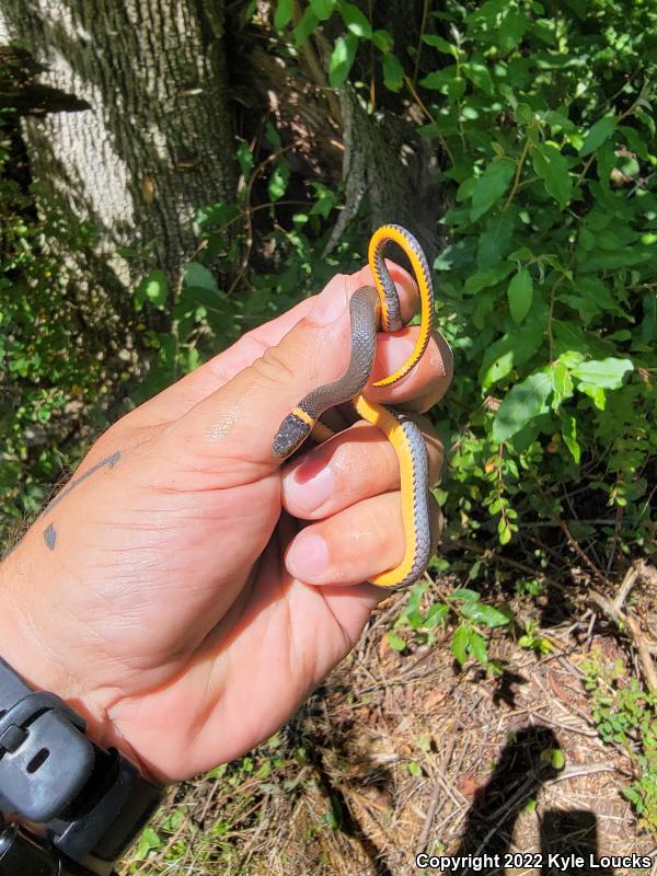 Ring-necked Snake (Diadophis punctatus)