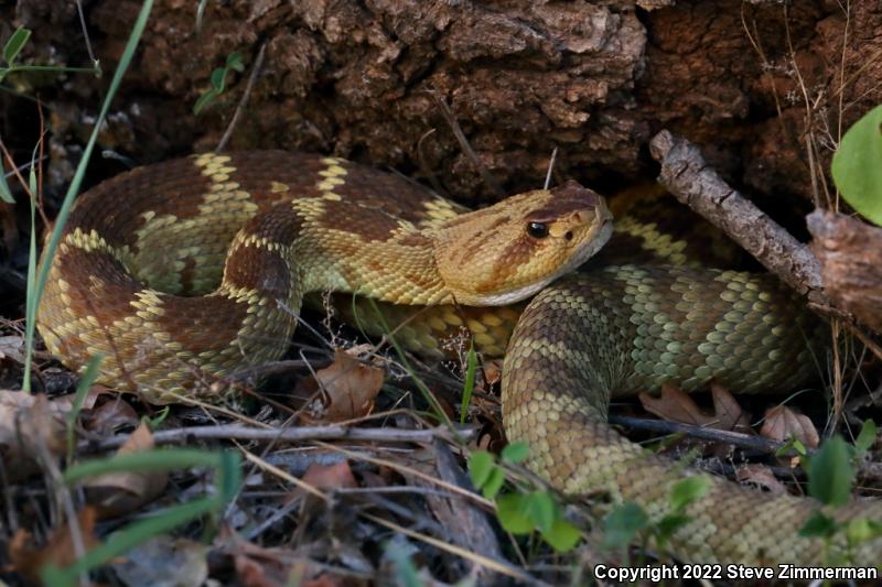 Black-tailed Rattlesnake (Crotalus molossus)