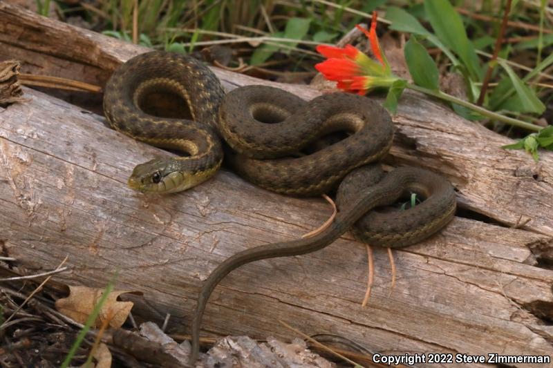 Wandering Gartersnake (Thamnophis elegans vagrans)