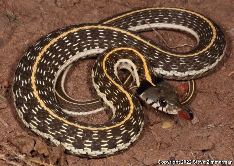 Black-necked Gartersnake (Thamnophis cyrtopsis)