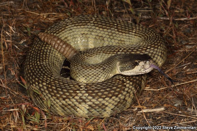 Northern Pacific Rattlesnake (Crotalus oreganus oreganus)