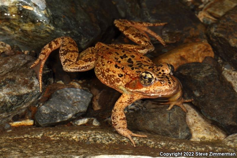 Cascades Frog (Rana cascadae)