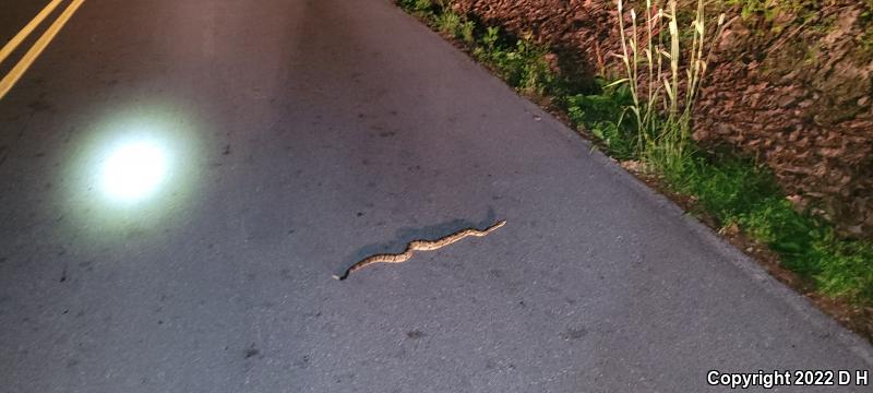 Timber Rattlesnake (Crotalus horridus)