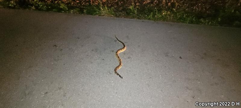 Timber Rattlesnake (Crotalus horridus)