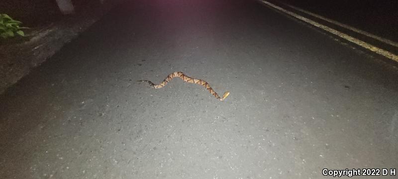 Northern  Copperhead (Agkistrodon contortrix mokasen)