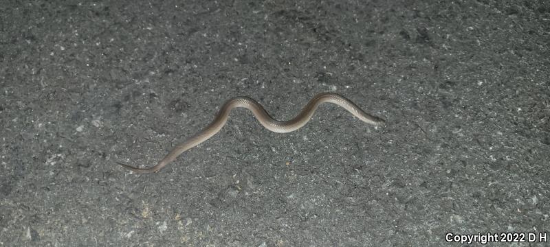 Mountain Earthsnake (Virginia valeriae pulchra)