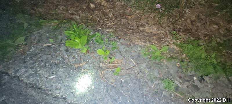 Mountain Earthsnake (Virginia valeriae pulchra)