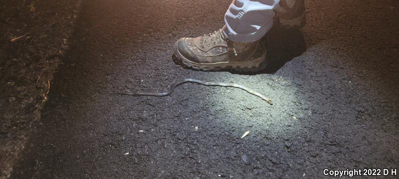 Northern Ring-necked Snake (Diadophis punctatus edwardsii)