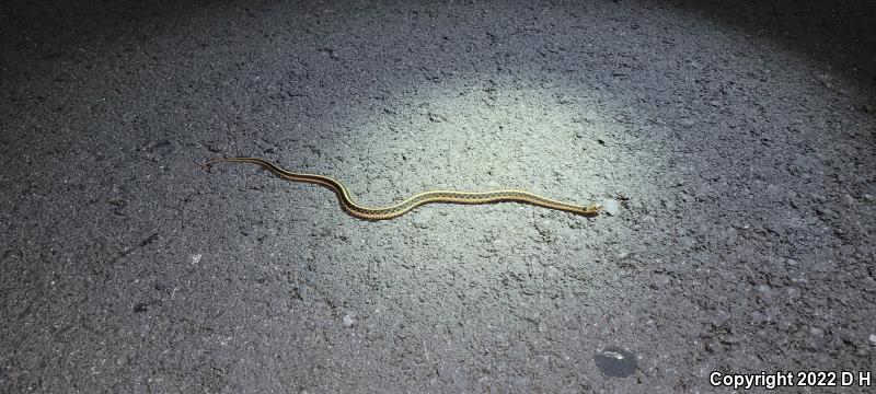 Eastern Gartersnake (Thamnophis sirtalis sirtalis)