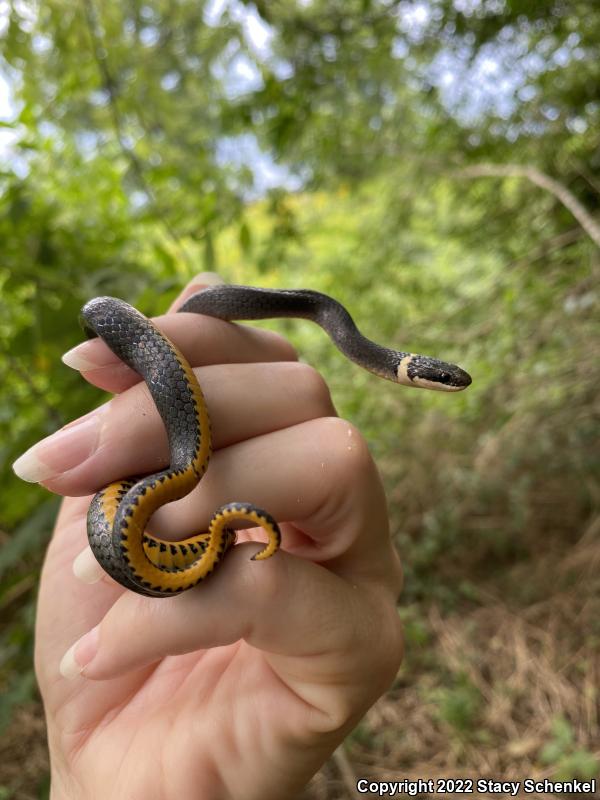 Ring-necked Snake (Diadophis punctatus)