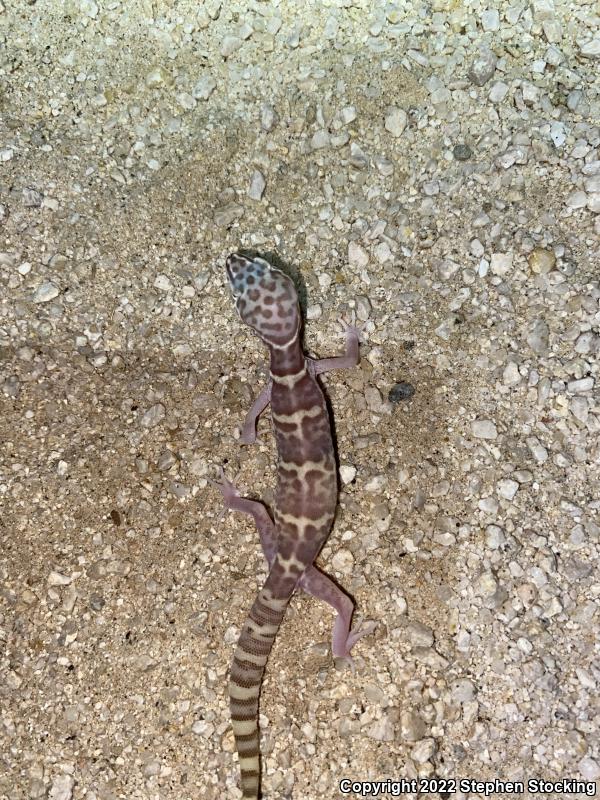 Desert Banded Gecko (Coleonyx variegatus variegatus)