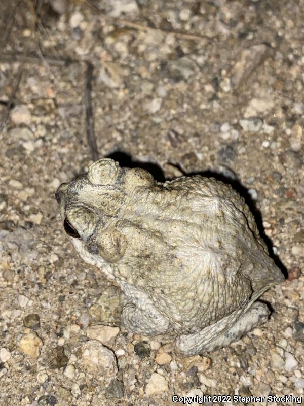 Red-spotted Toad (Anaxyrus punctatus)