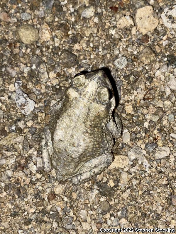 Red-spotted Toad (Anaxyrus punctatus)