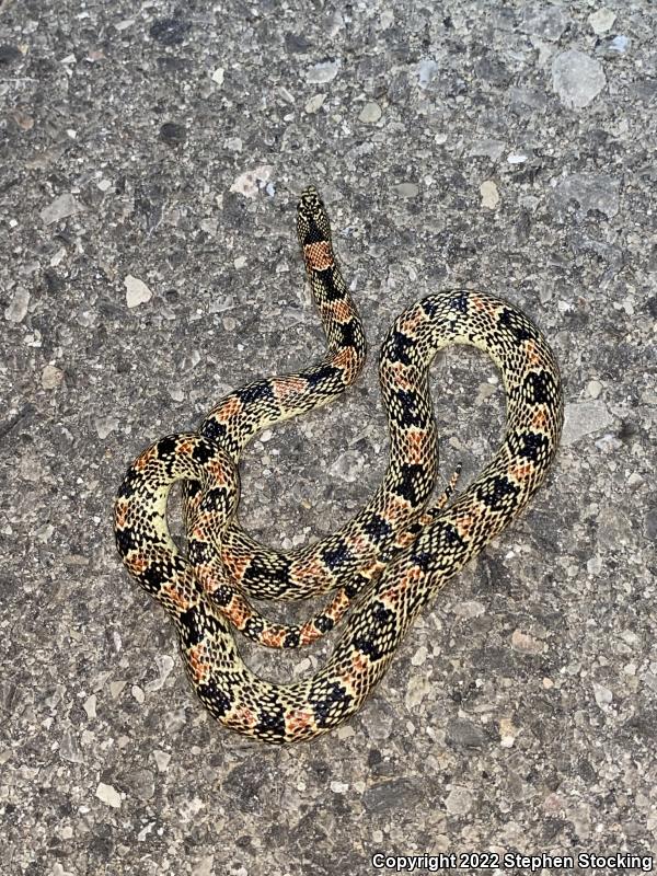 Western Long-nosed Snake (Rhinocheilus lecontei)