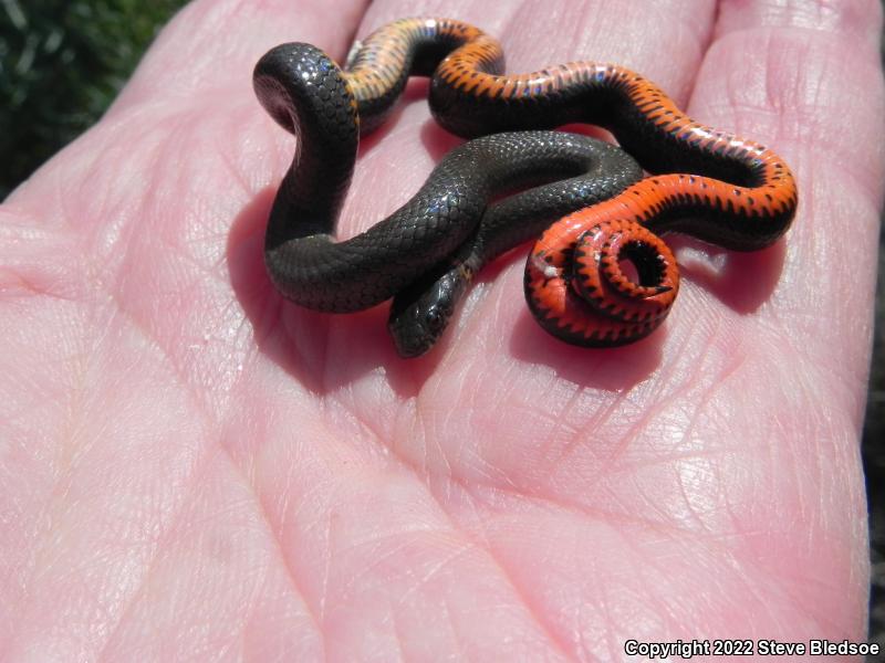 San Diego Ring-necked Snake (Diadophis punctatus similis)