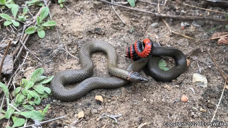 San Diego Ring-necked Snake (Diadophis punctatus similis)