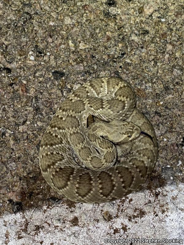 Mohave Rattlesnake (Crotalus scutulatus scutulatus)