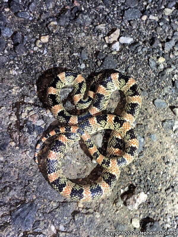 Western Long-nosed Snake (Rhinocheilus lecontei)