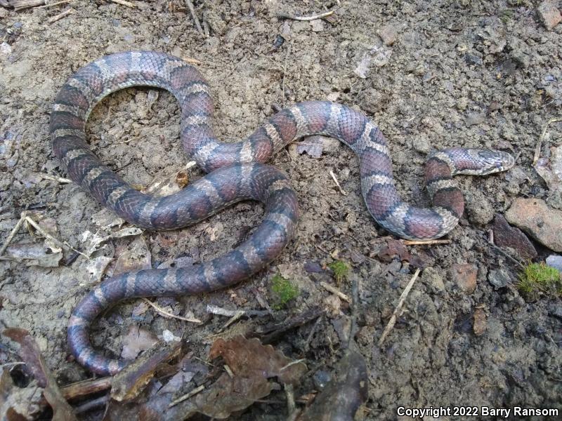 Milksnake (Lampropeltis triangulum)