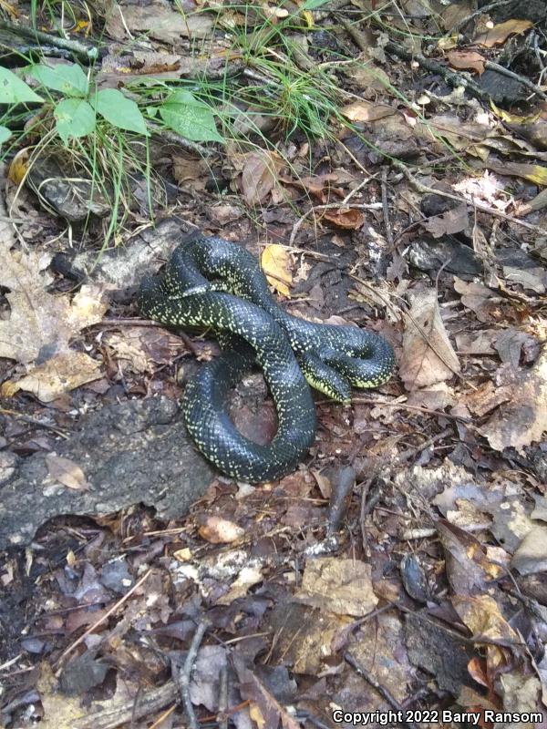 Black Kingsnake (Lampropeltis getula nigra)