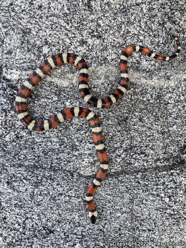 Sierra Mountain Kingsnake (Lampropeltis zonata multicincta)