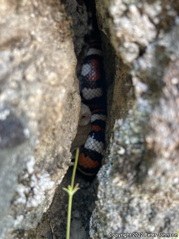 Sierra Mountain Kingsnake (Lampropeltis zonata multicincta)