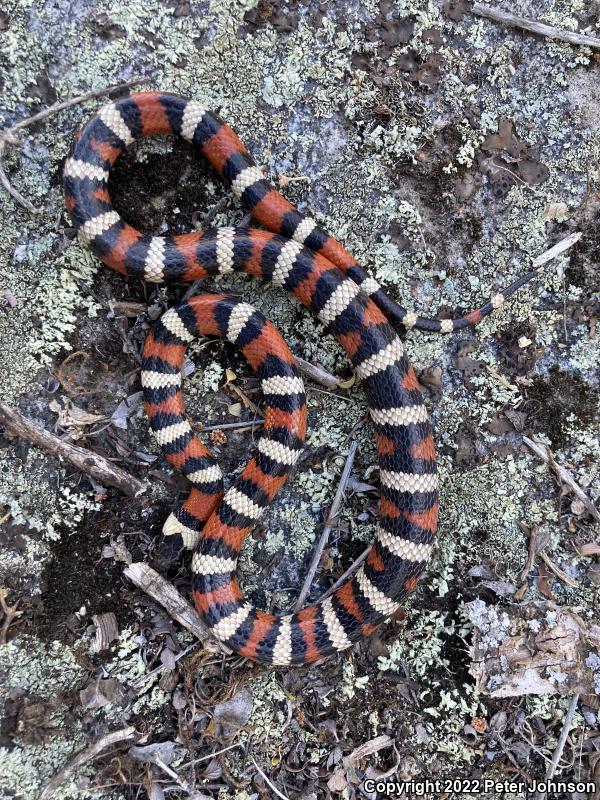 Sierra Mountain Kingsnake (Lampropeltis zonata multicincta)