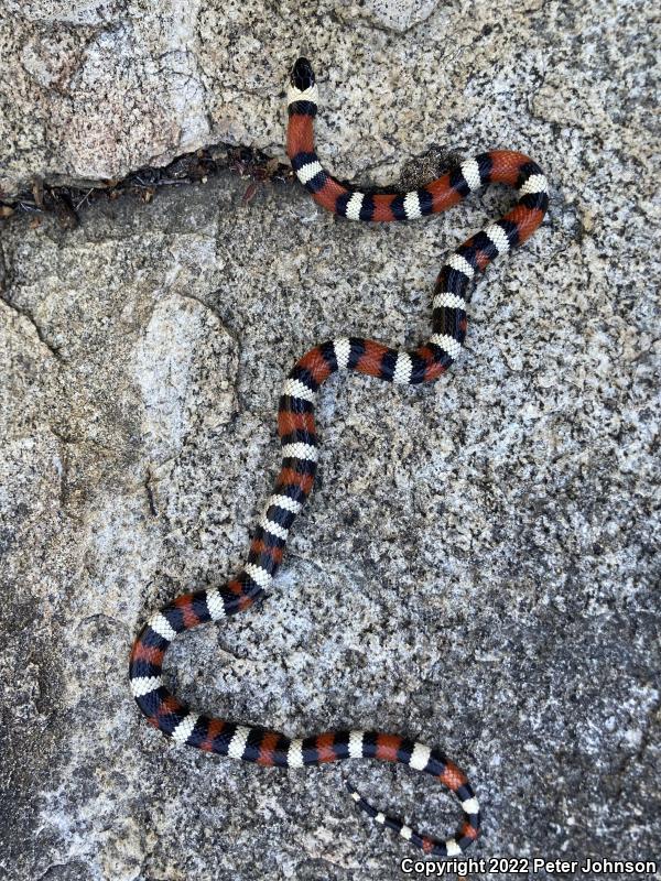 Sierra Mountain Kingsnake (Lampropeltis zonata multicincta)