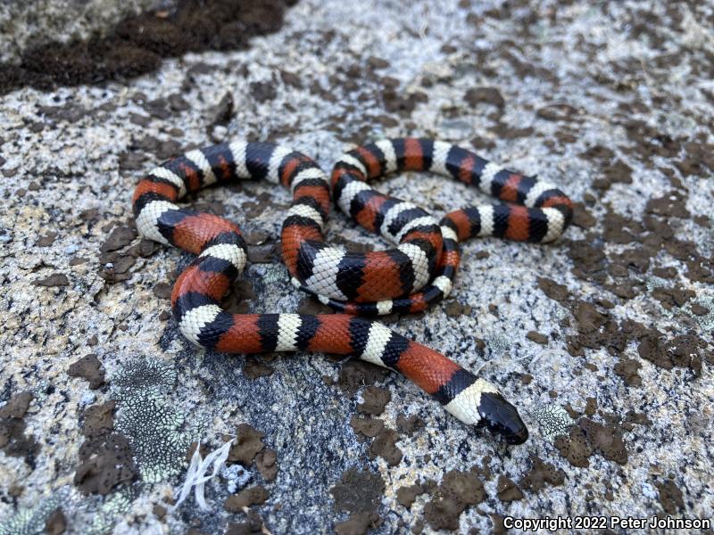 Sierra Mountain Kingsnake (Lampropeltis zonata multicincta)