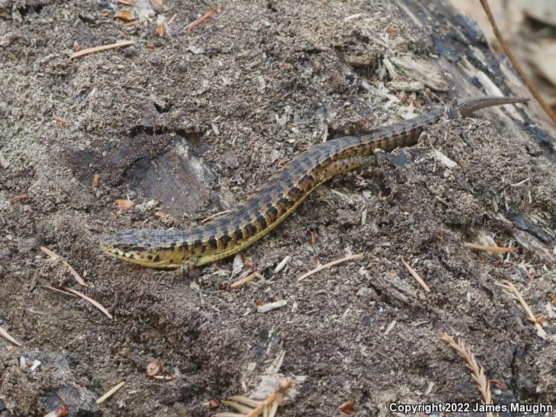 San Francisco Alligator Lizard (Elgaria coerulea coerulea)