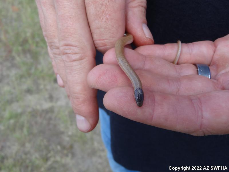 Plains Black-headed Snake (Tantilla nigriceps)