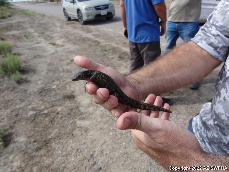 Arizona Tiger Salamander (Ambystoma mavortium nebulosum)