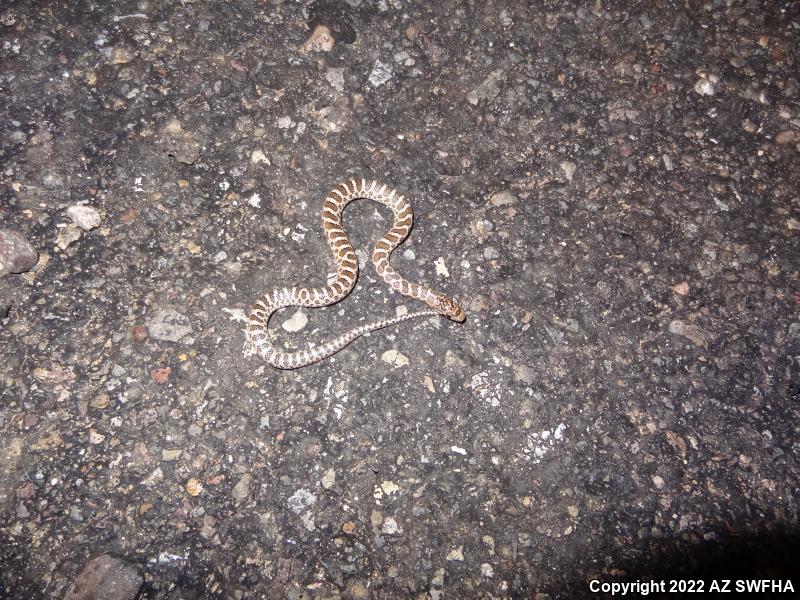 Painted Desert Glossy Snake (Arizona elegans philipi)