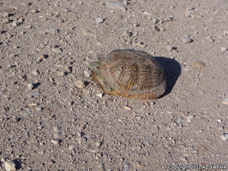 Desert Box Turtle (Terrapene ornata luteola)