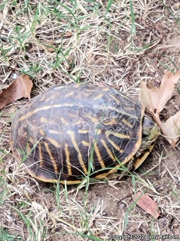 Ornate Box Turtle (Terrapene ornata)