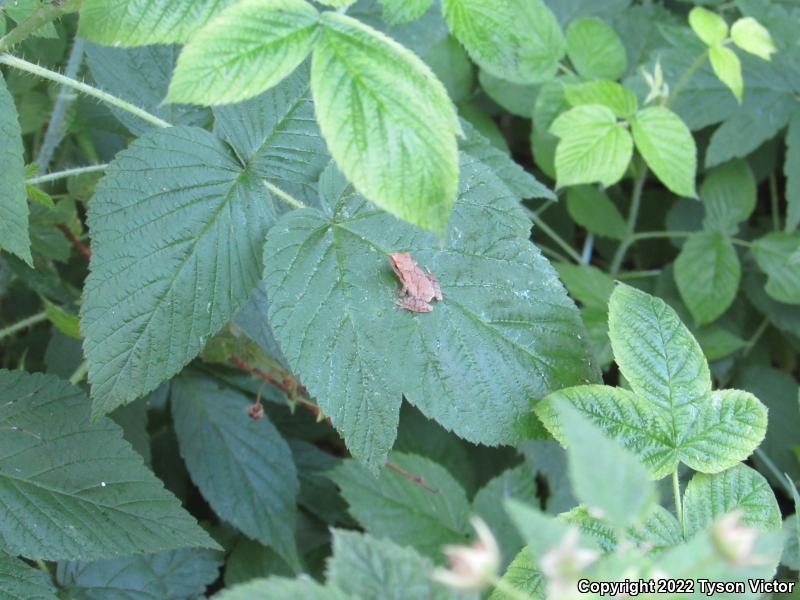 Spring Peeper (Pseudacris crucifer)