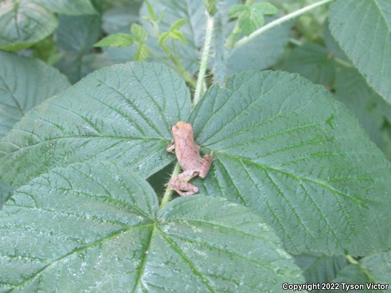 Spring Peeper (Pseudacris crucifer)