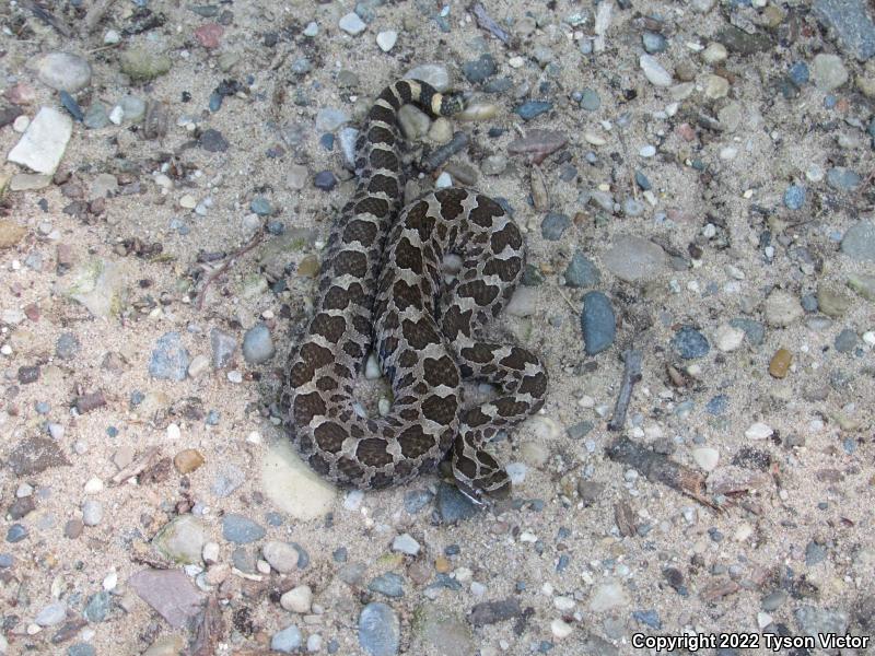 Eastern Massasauga (Sistrurus catenatus catenatus)