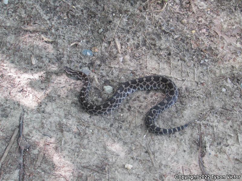 Eastern Massasauga (Sistrurus catenatus catenatus)