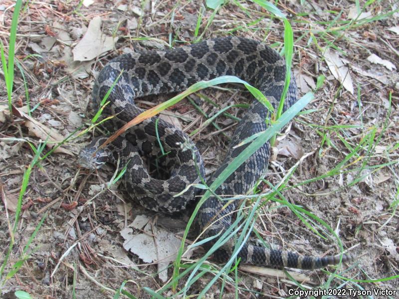 Eastern Massasauga (Sistrurus catenatus catenatus)