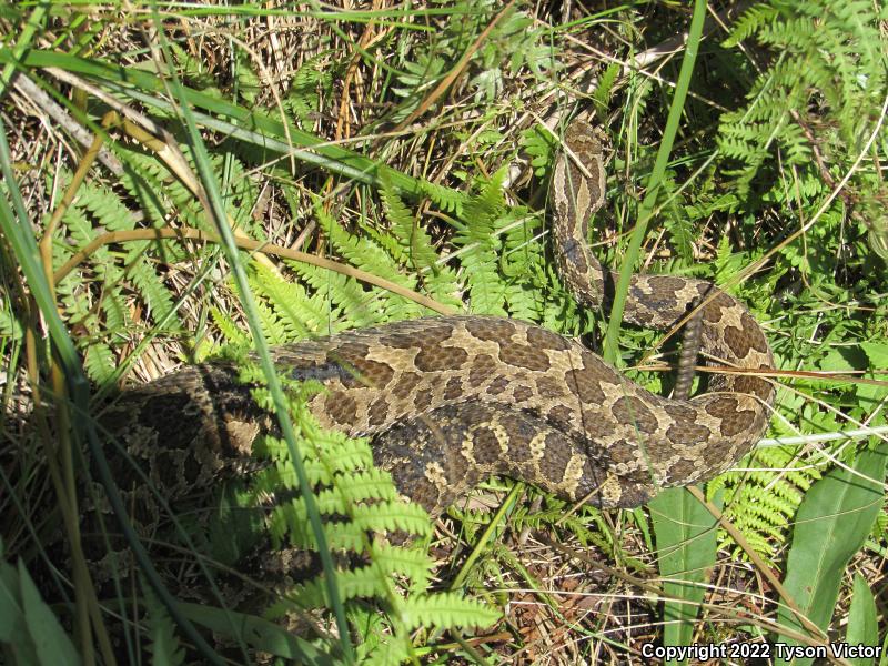 Eastern Massasauga (Sistrurus catenatus catenatus)