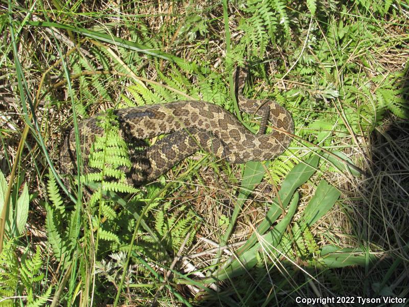 Eastern Massasauga (Sistrurus catenatus catenatus)