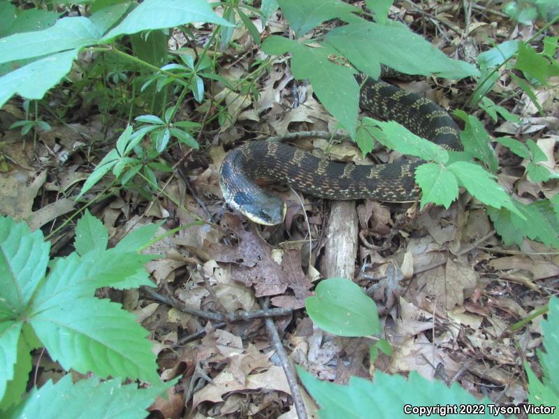 Eastern Hog-nosed Snake (Heterodon platirhinos)