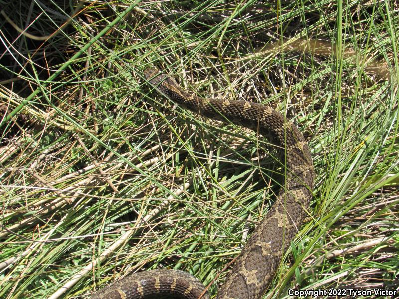 Eastern Massasauga (Sistrurus catenatus catenatus)