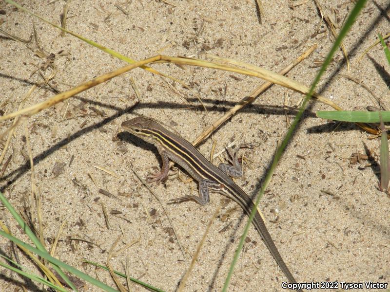 Prairie Racerunner (Aspidoscelis sexlineata viridis)