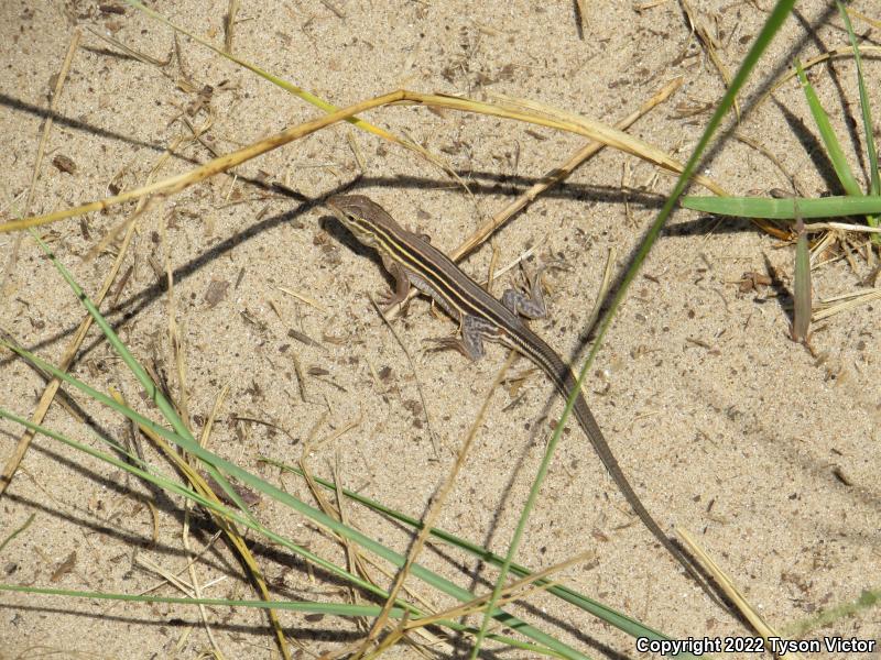 Prairie Racerunner (Aspidoscelis sexlineata viridis)