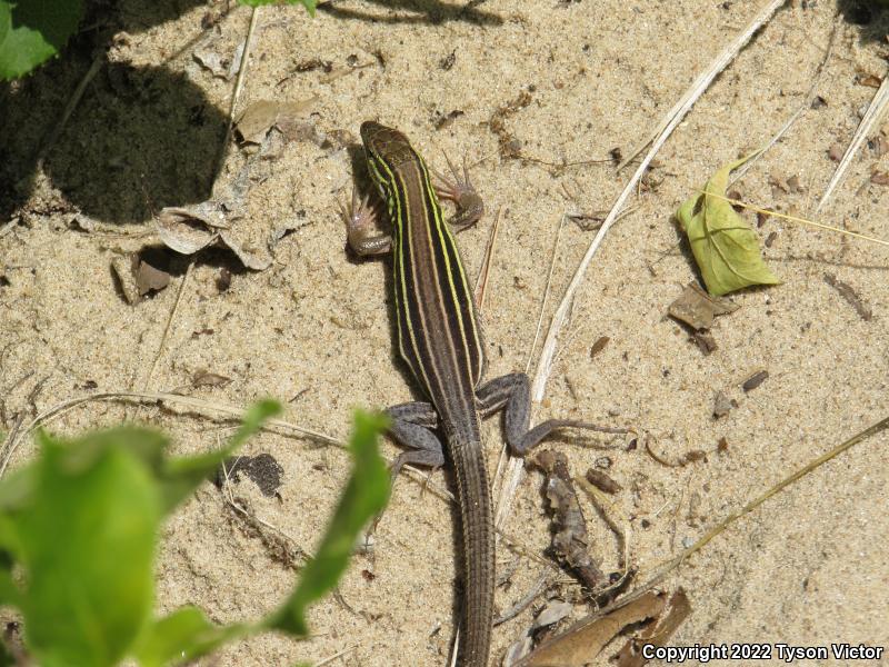 Prairie Racerunner (Aspidoscelis sexlineata viridis)